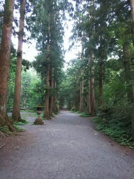 戸隠神社　杉木道